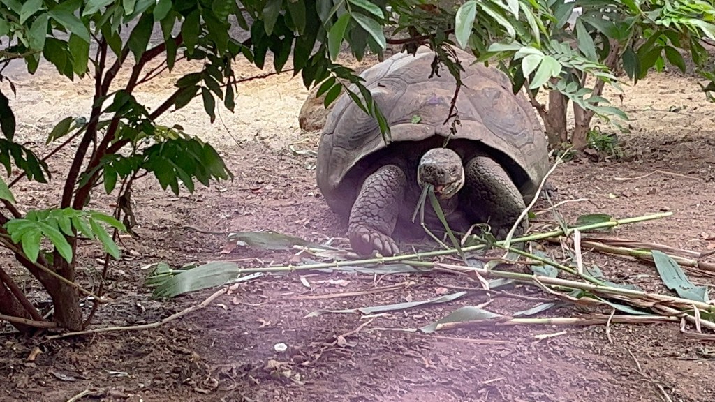 A tortoise chewing on a couple of long, thin leaves, surrounded by other leafy plants in its sandy enclosure.