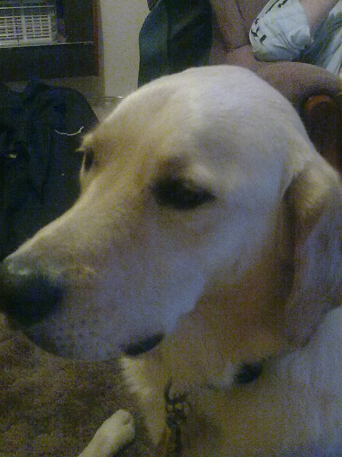 Close-up of a golden labrador's face.
