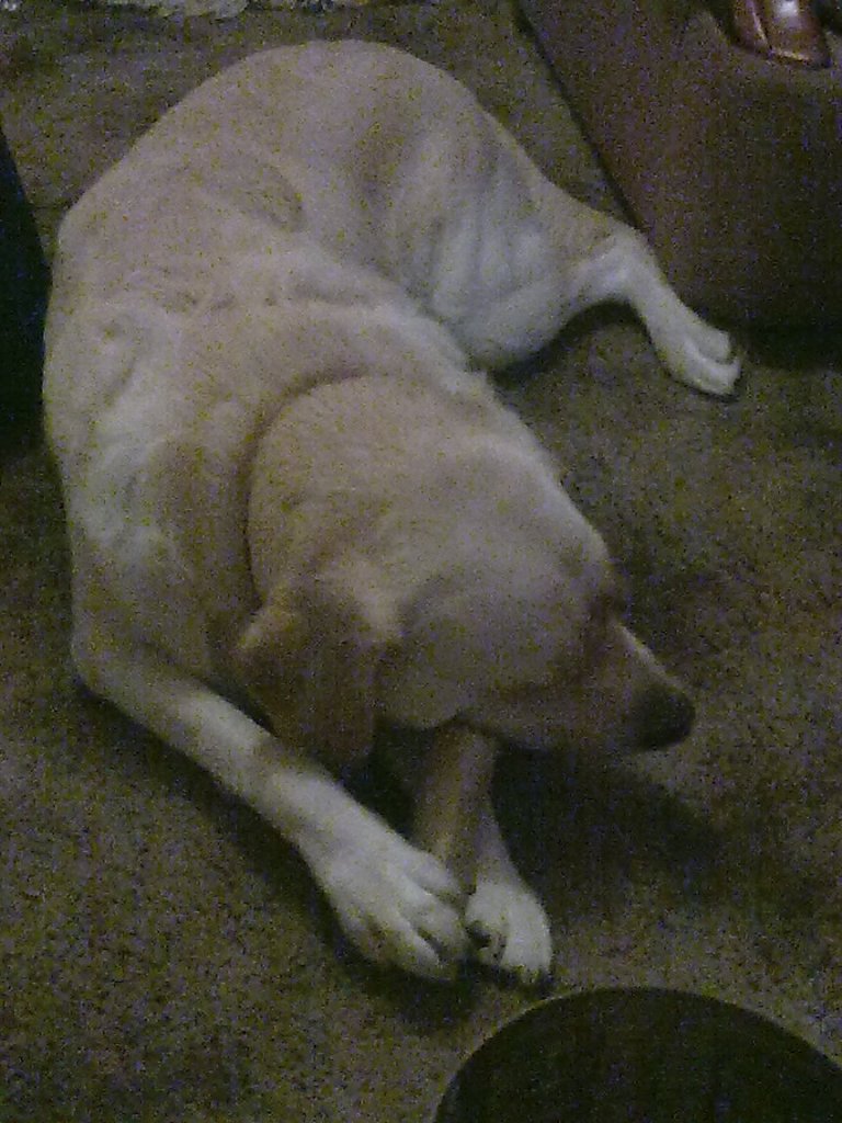 Golden labrador on the floor chewing on a bone.