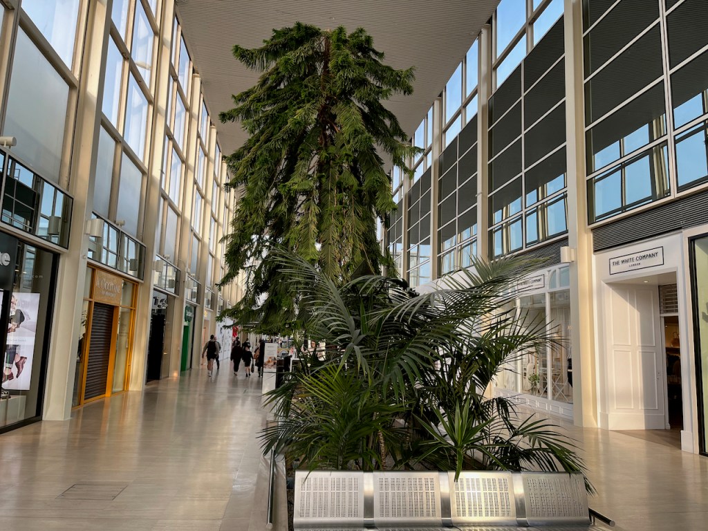 A tall green leafy plant in the middle of the walkway in Centre MK.