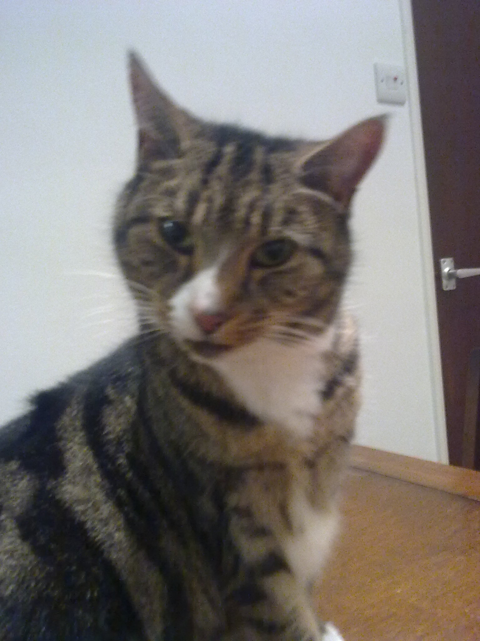 Suzy the tabby cat sitting on a table and looking straight at the camera.