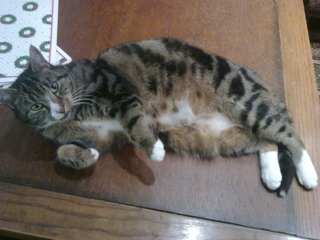 Tabby cat Suzy laying on her side on the table, exposing her white belly.