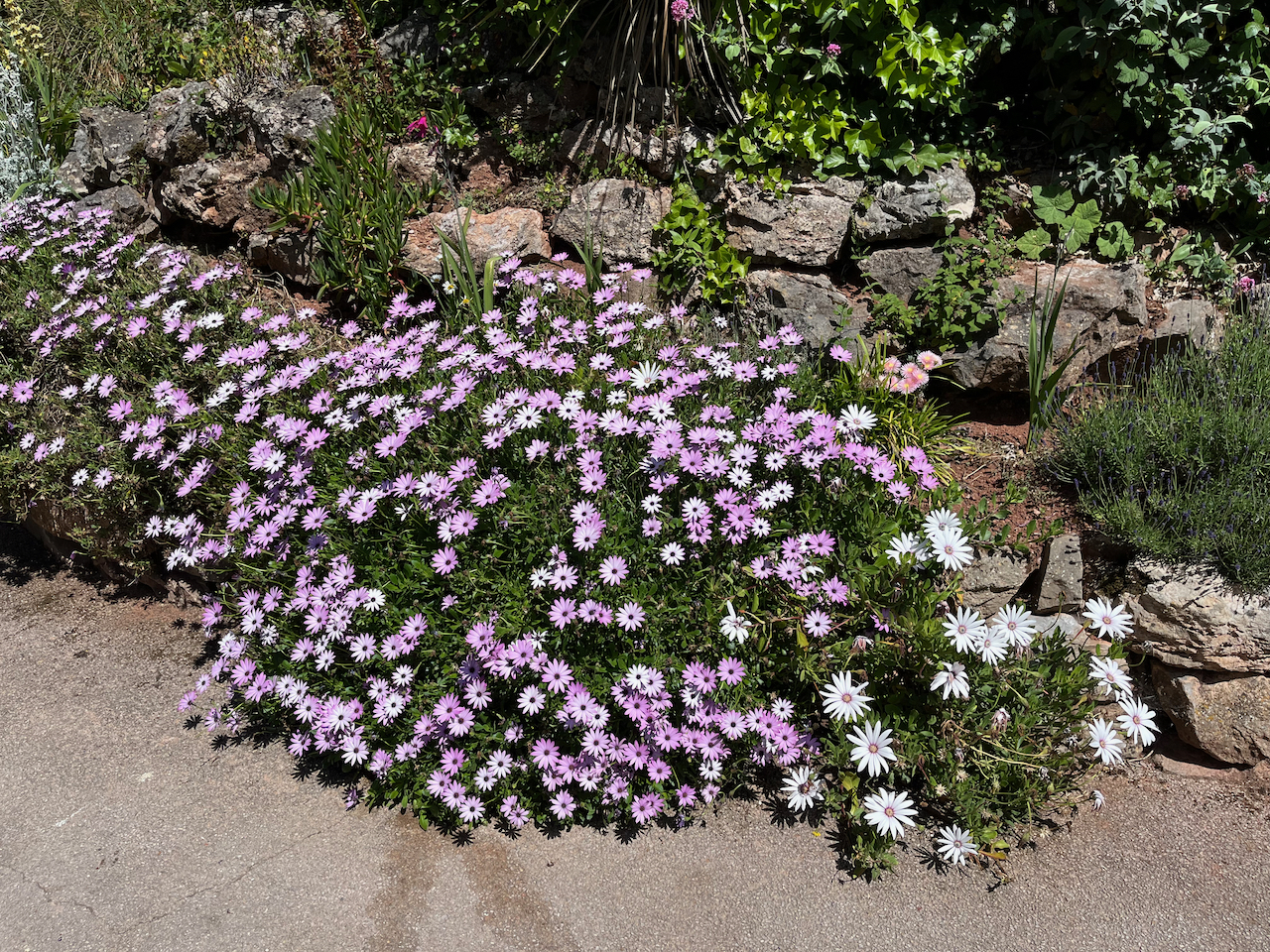 A large, dense patch of purple and white flowers growing around some rocks.