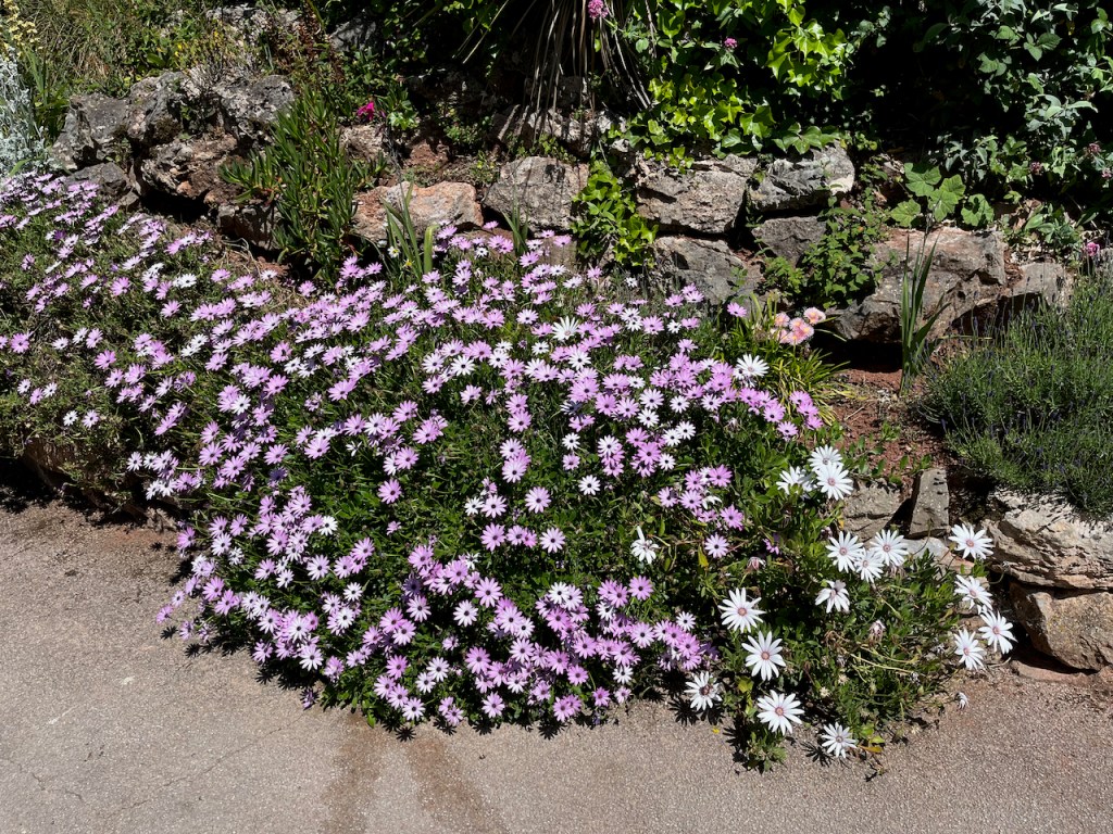 A large, dense patch of purple and white flowers growing around some rocks.