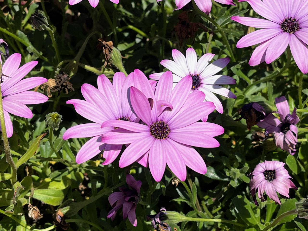 Close-up of purple flowers, the one nearest the camera having 14 petals.