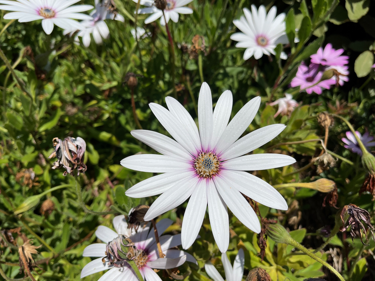 Close-up of a white flower with 15 petals.