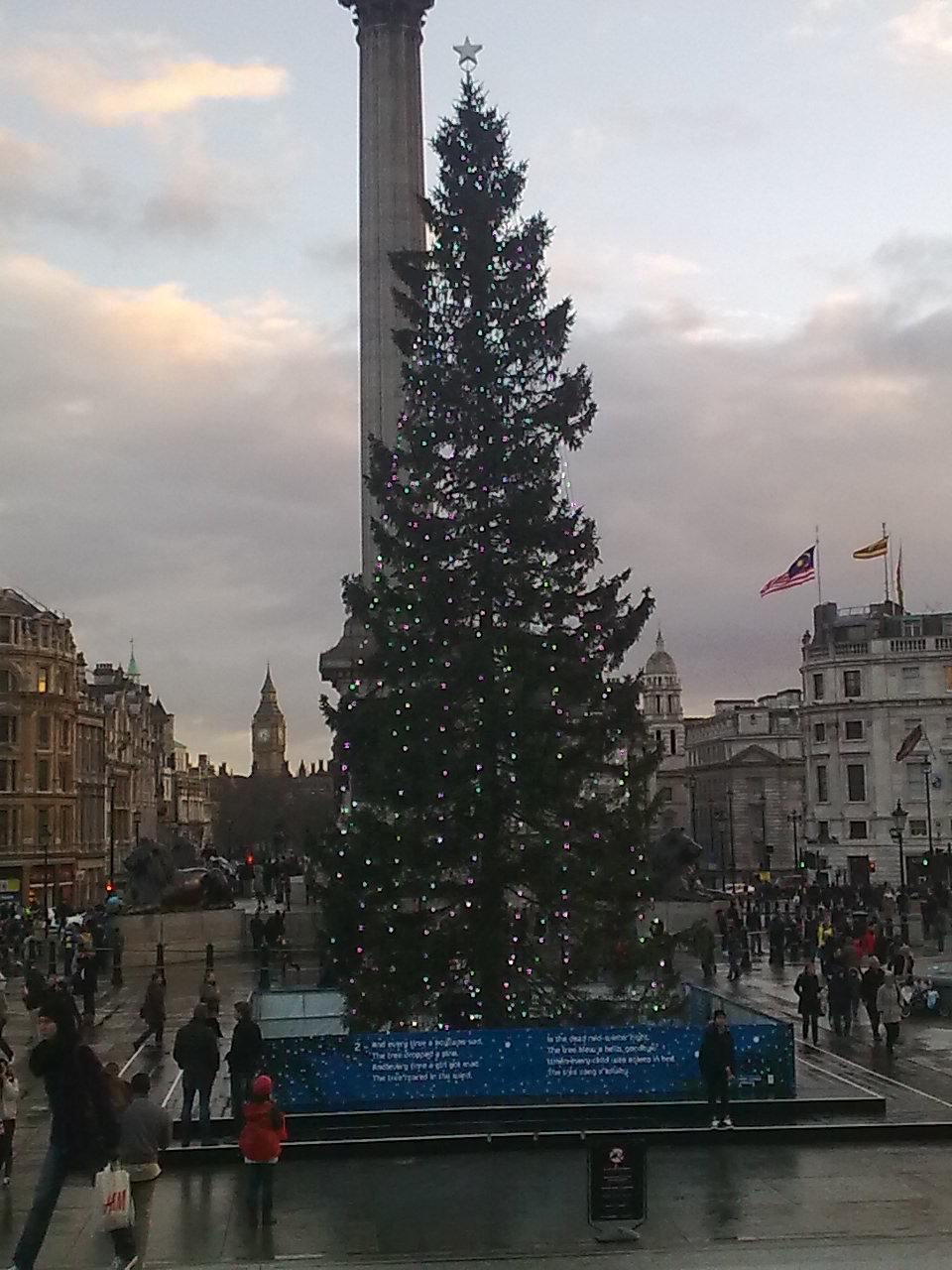 A very tall Christmas tree in Trafalgar Square, with strings of colourful Christmas lights arranged vertically all around it.