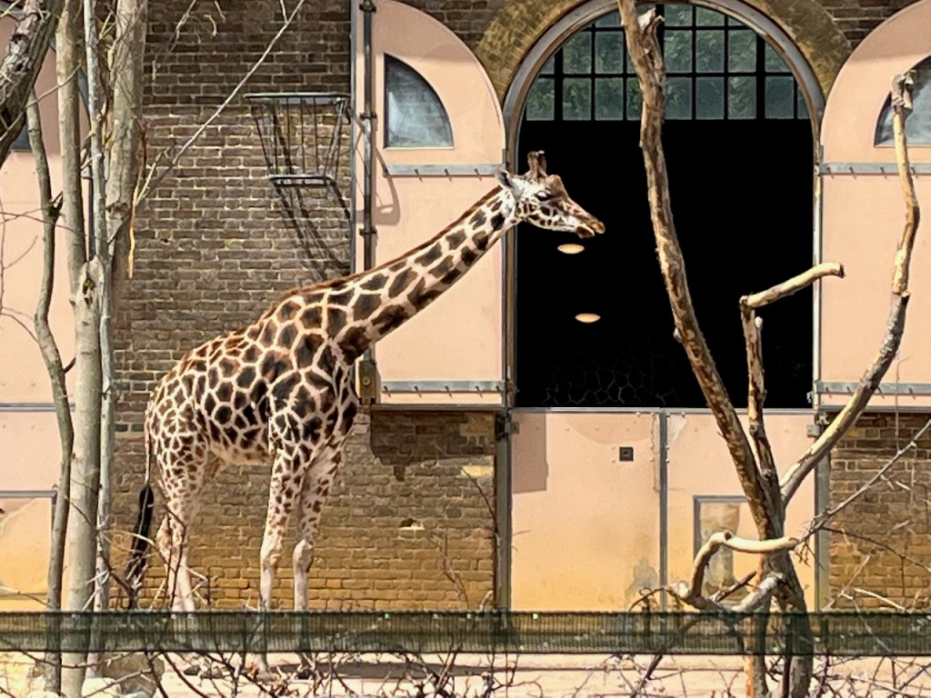 A giraffe standing in the sunshine.