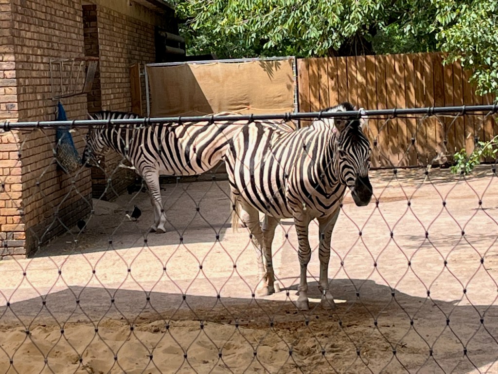 Two zebras standing in the sunshine.