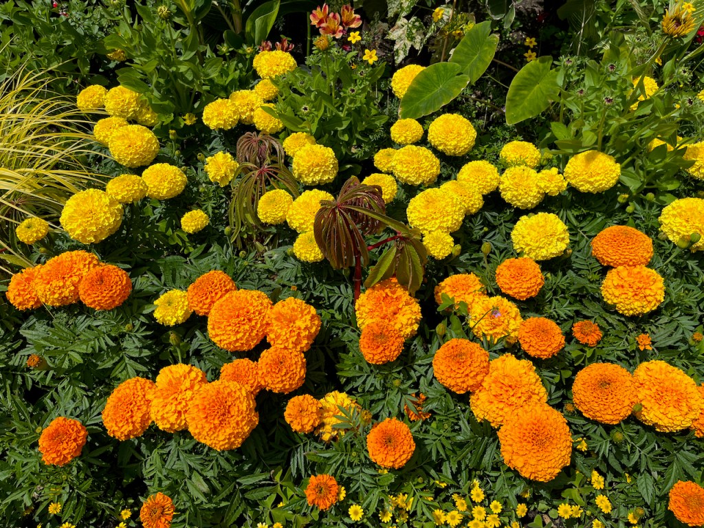A bed of orange and yellow flowers.