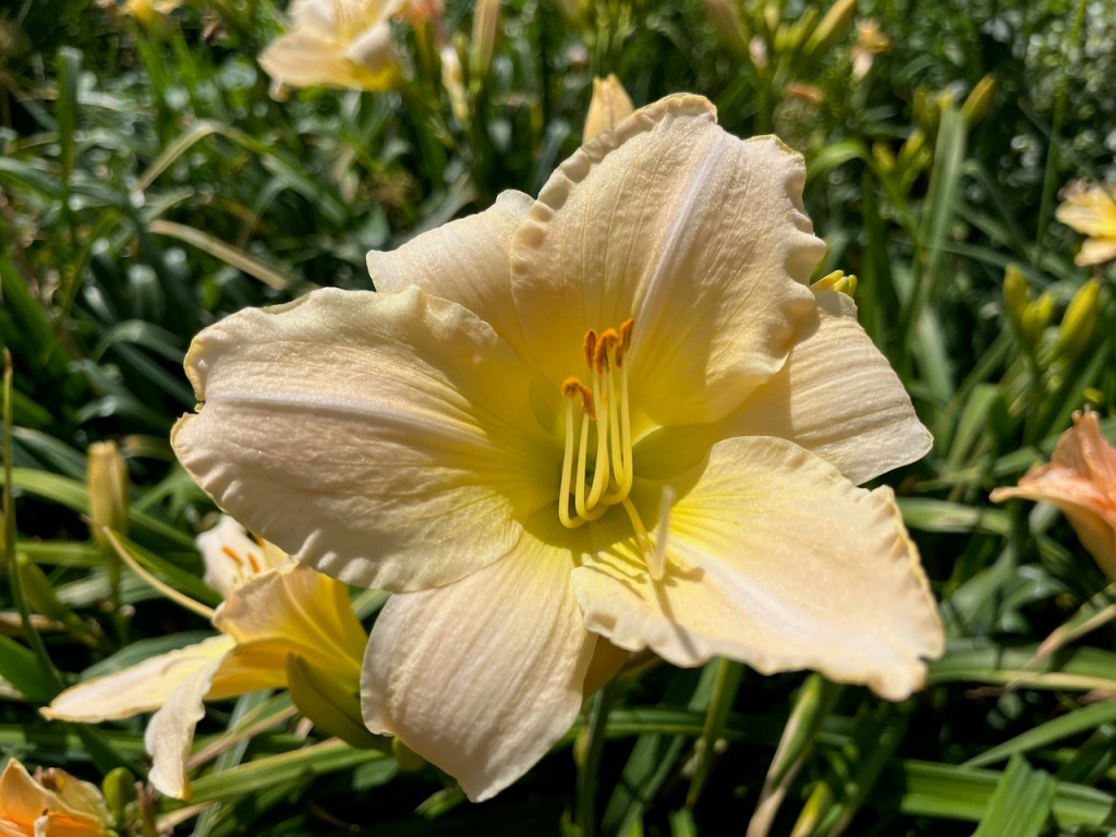 An open white flower with a curly yellow stigma standing up in the centre.