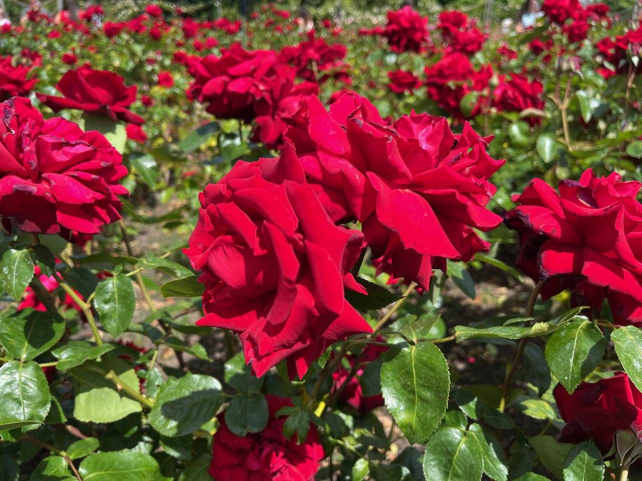 Red roses with large petals.