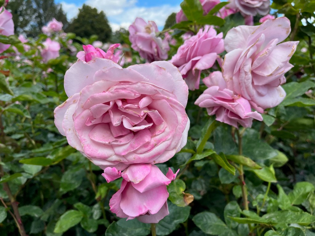Pink flowers with several layers of petals.