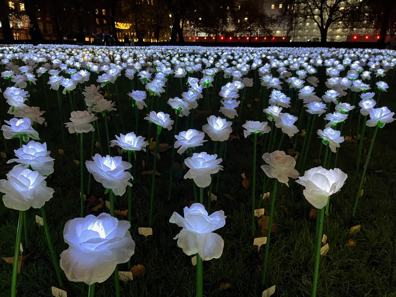 An expansive garden of illuminated white roses, called the Ever After Garden.