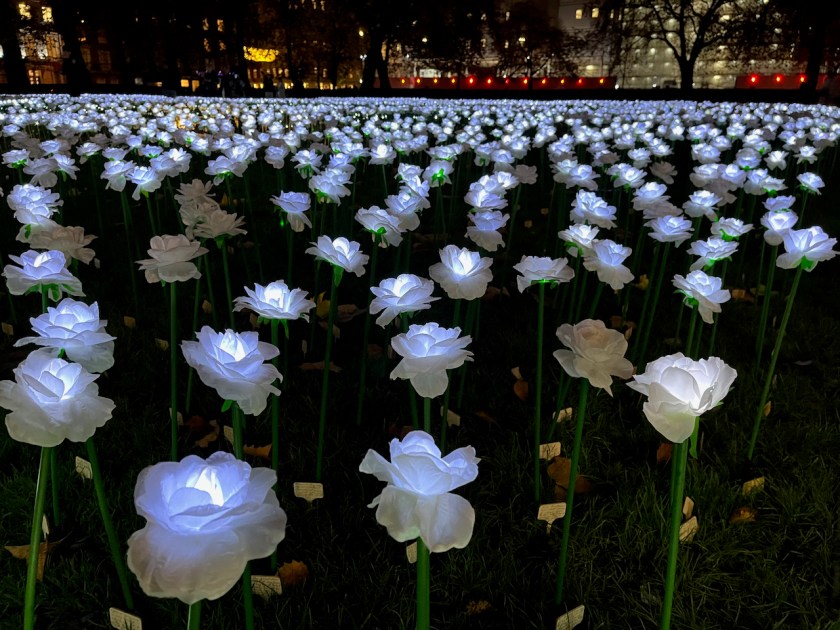 An expansive garden of illuminated white roses, called the Ever After Garden.