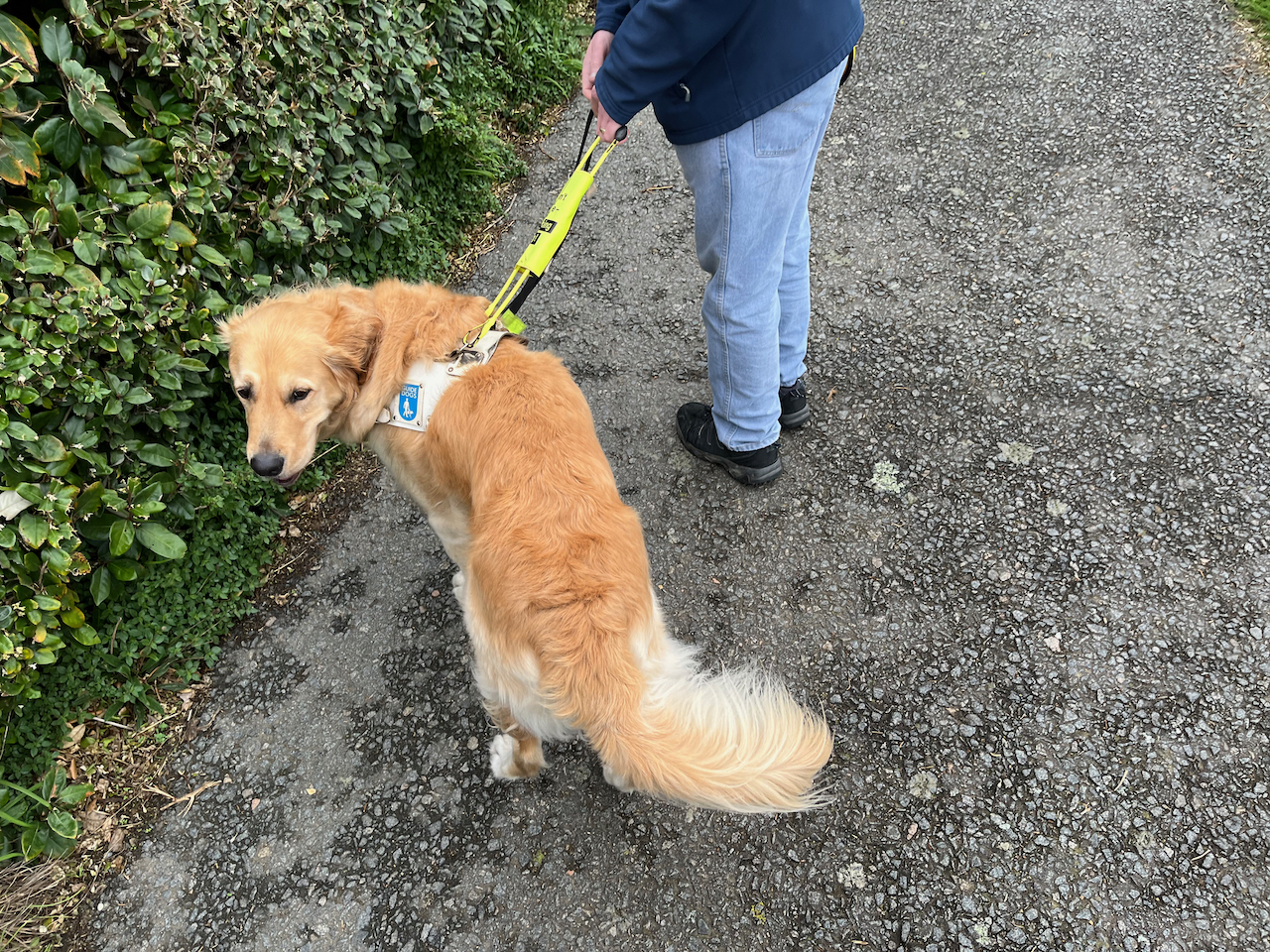 A golden retriever wearing his guide dog harness.