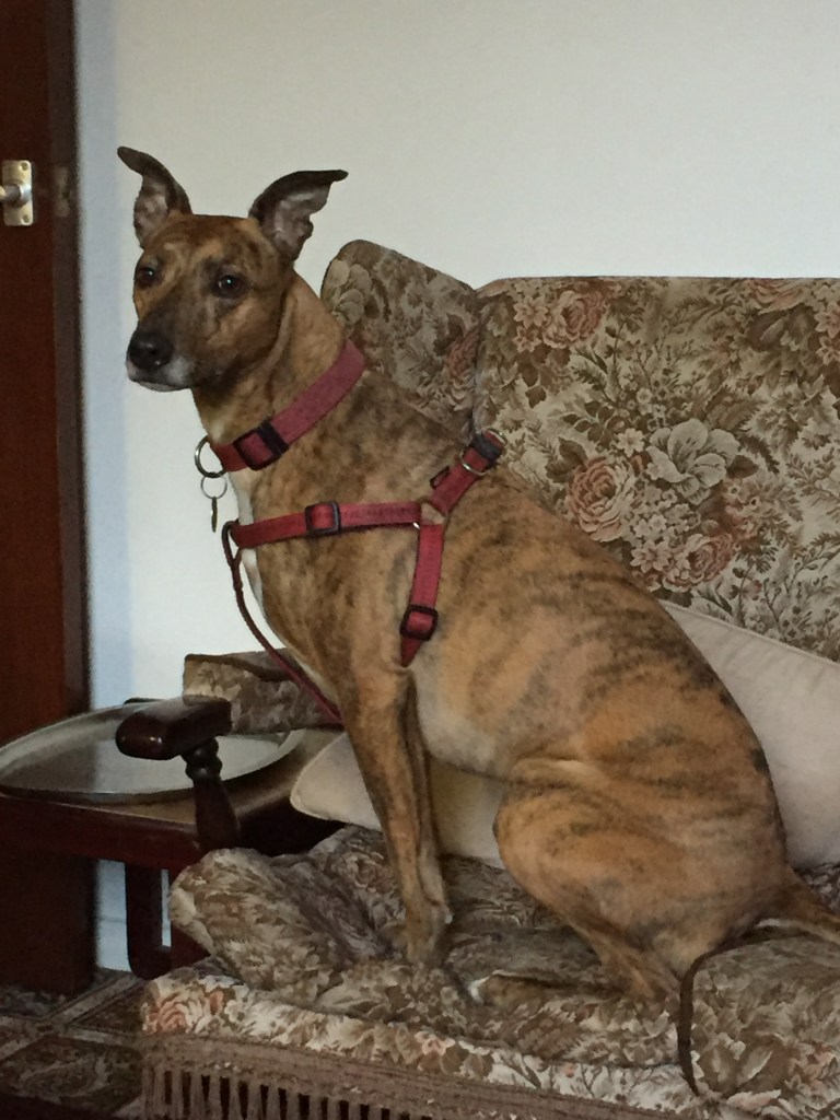 Hazel, a brown coloured dog, sitting up on the sofa.