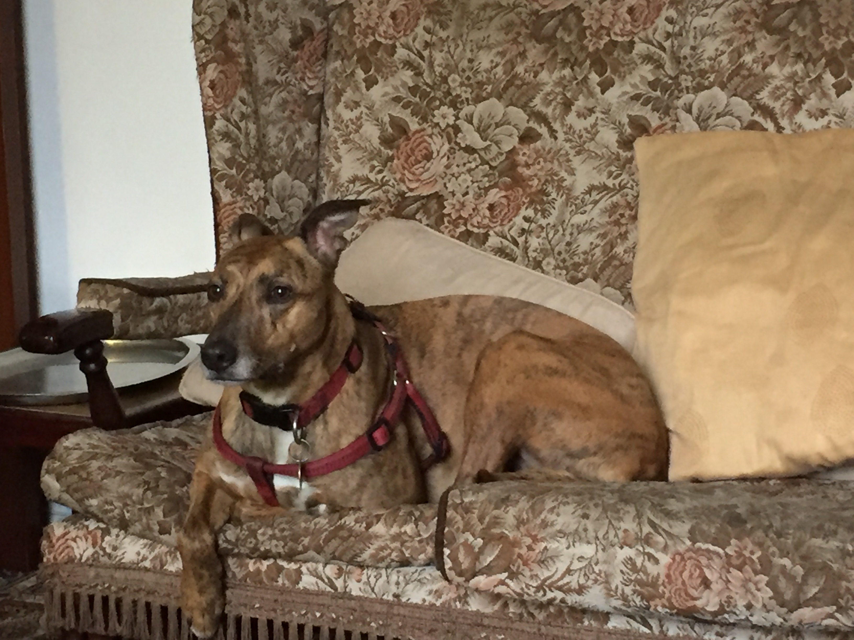 Hazel, a brown coloured dog, laying down on the sofa.