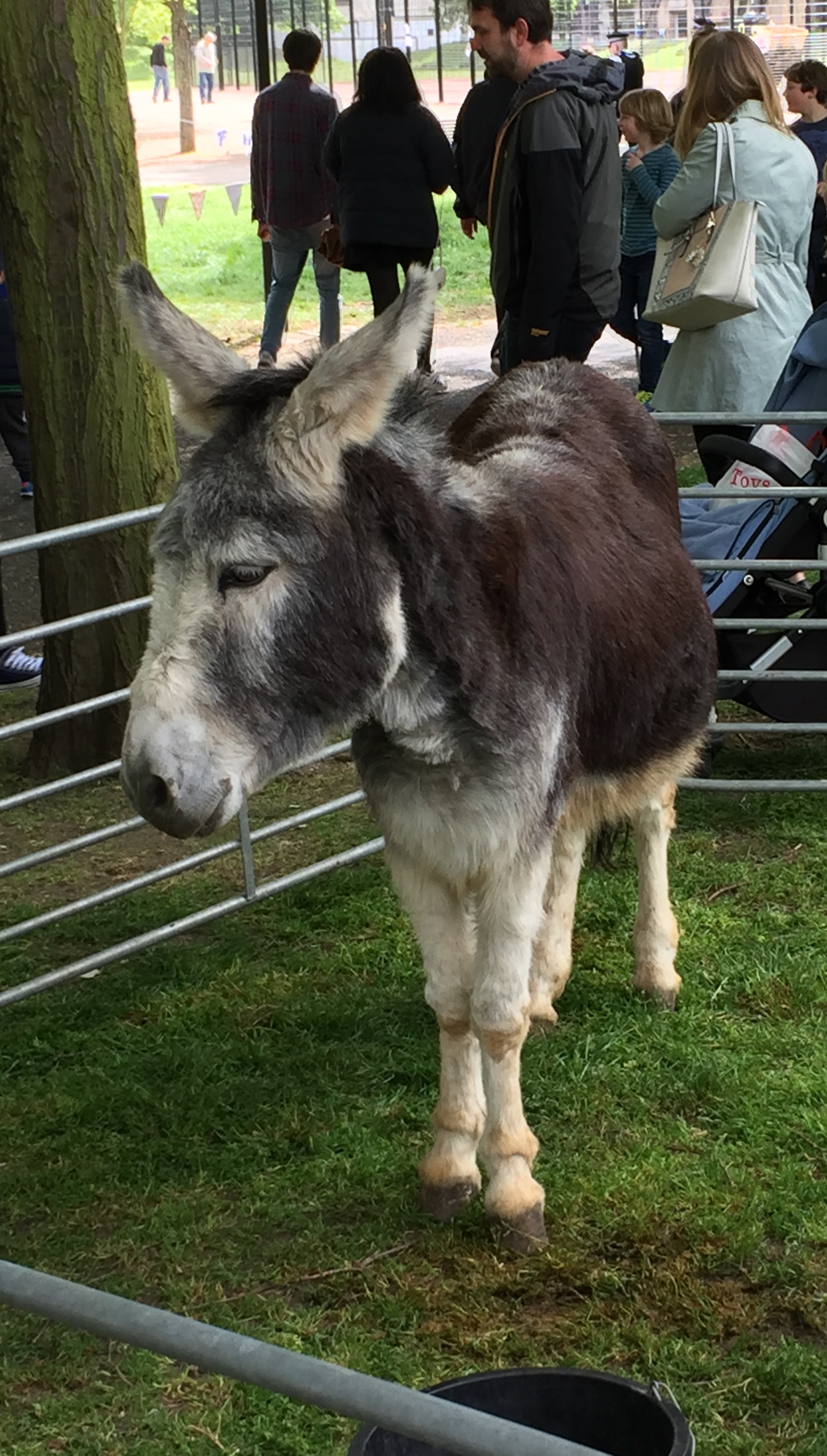 A donkey in a paddock.