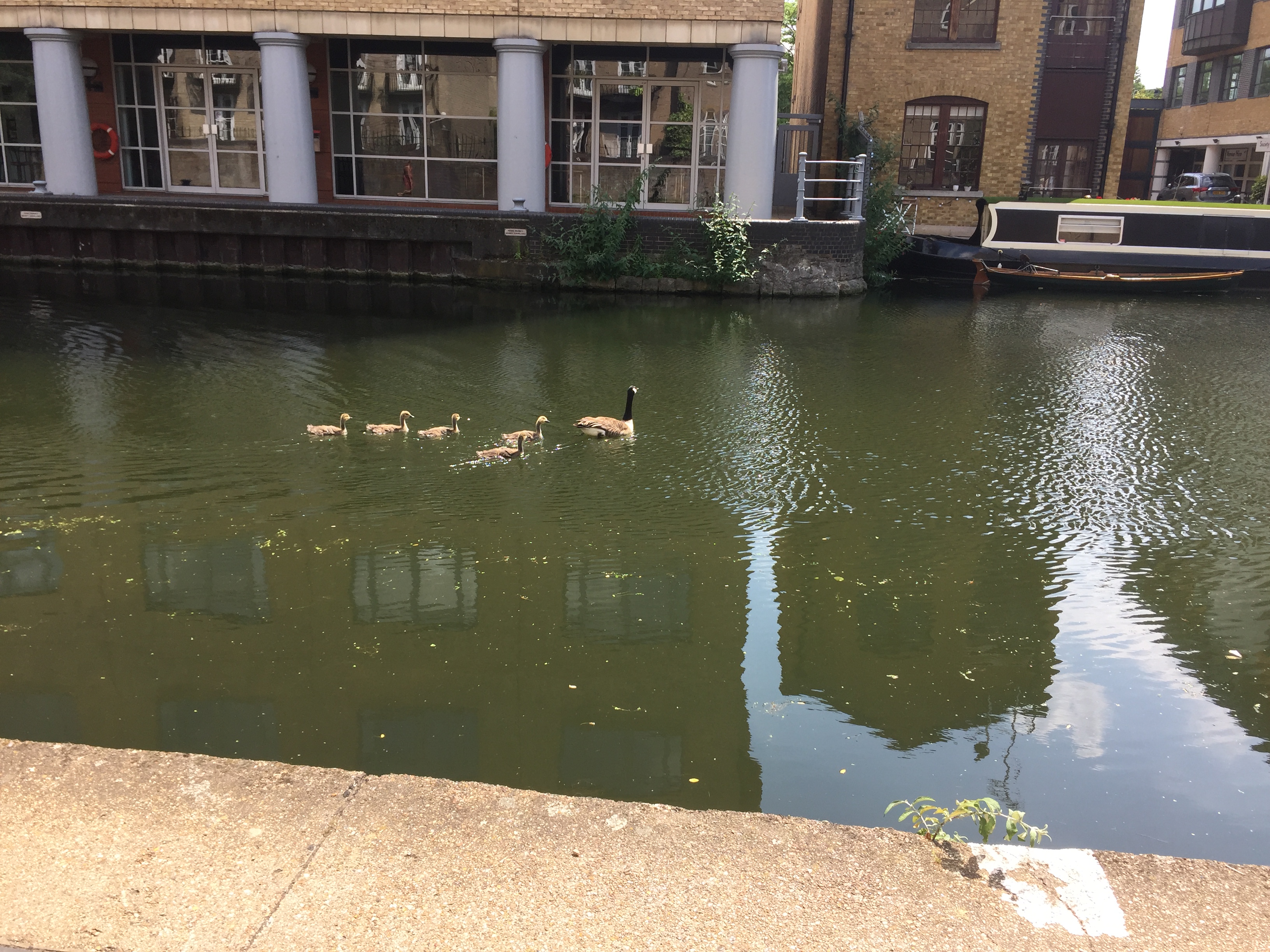5 baby ducks swimming behind their mother on the King's Cross Canal.