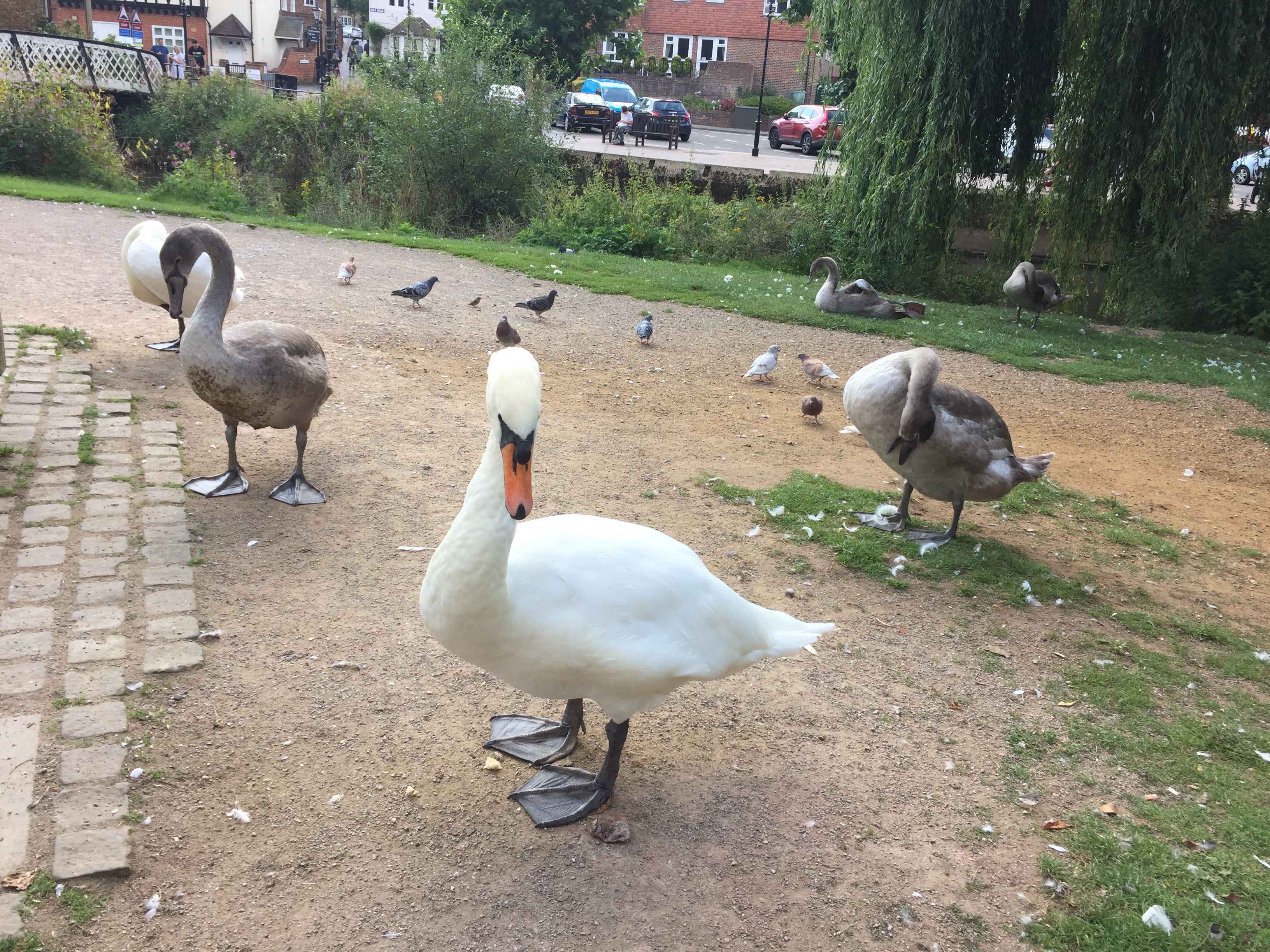 A swan, ducks and pigeons on a pathway by the River Wey in Guildford.