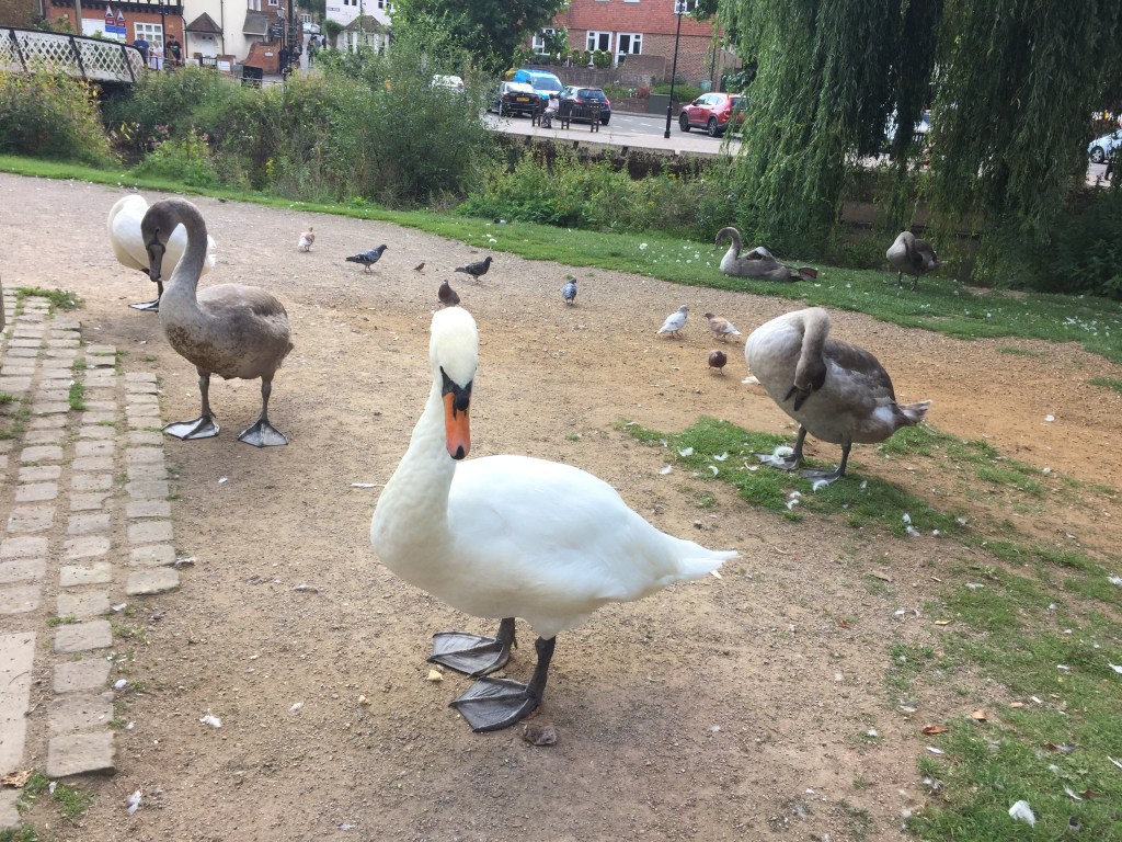 A swan, ducks and pigeons on a pathway by the River Wey in Guildford.