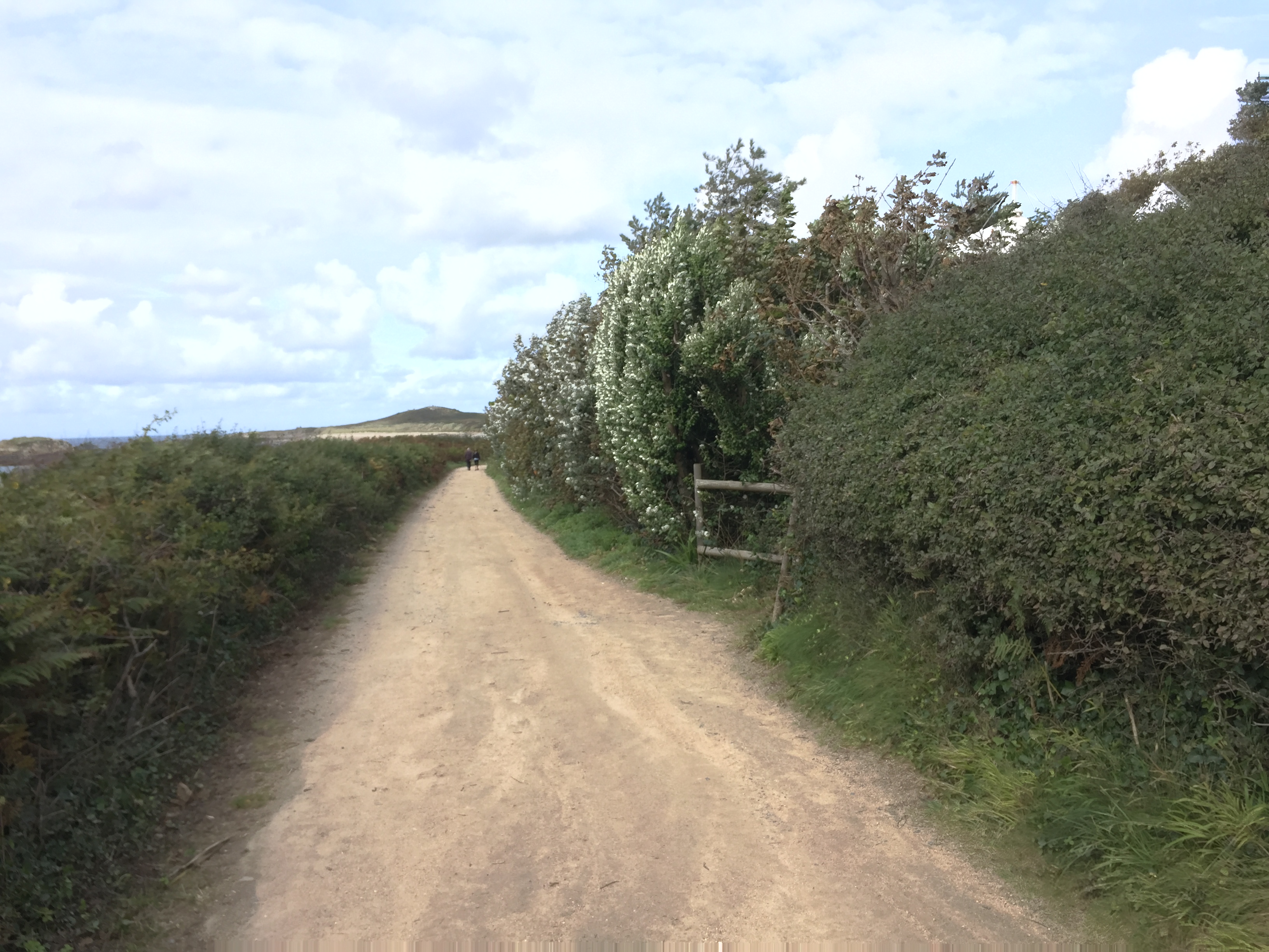 A sandy pathway on Herm Island, lined with small hedges on the left and much taller hedges on the right, the latter including lots of white flowers.