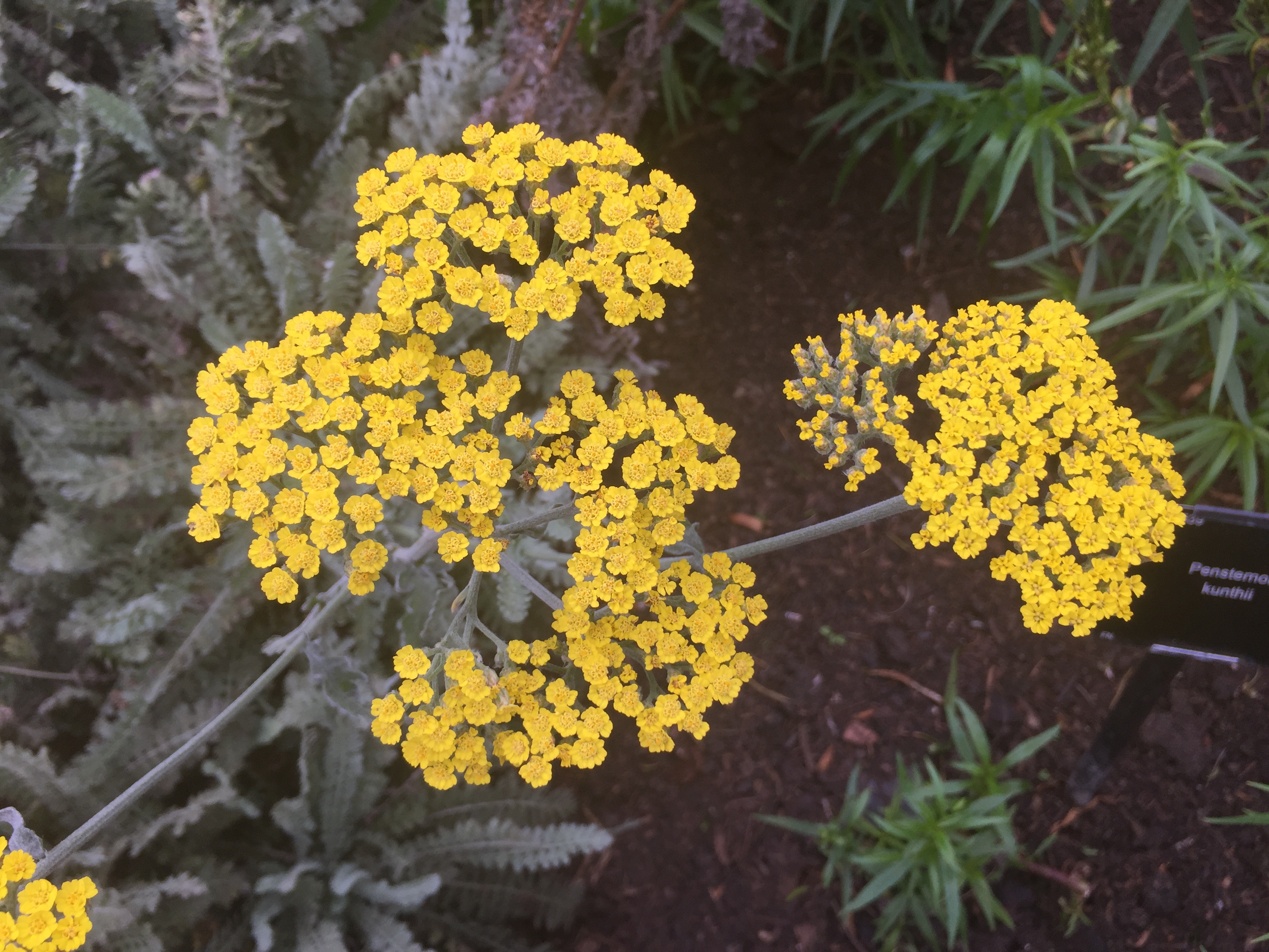 Bunches of small yellow flowers in Kew Gardens.