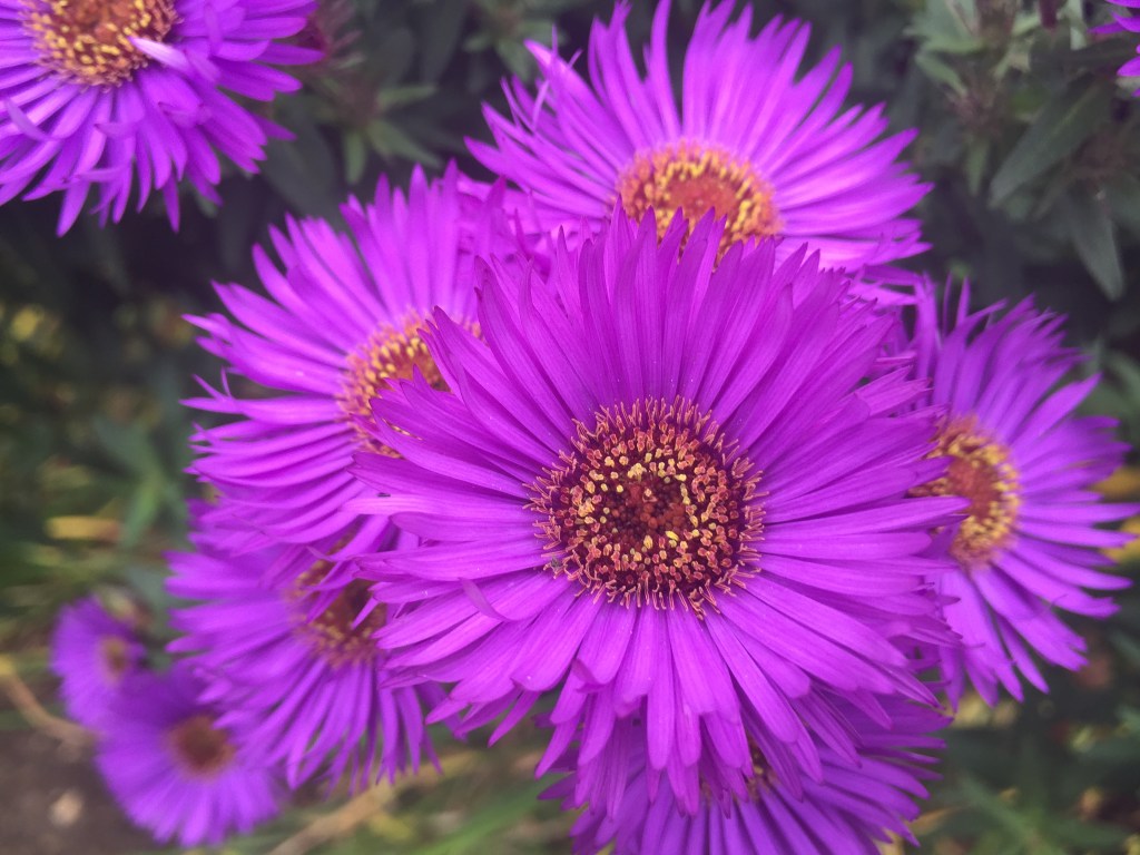 Deep purple flowers with yellow and red buds in the centre, in Kew Gardens.