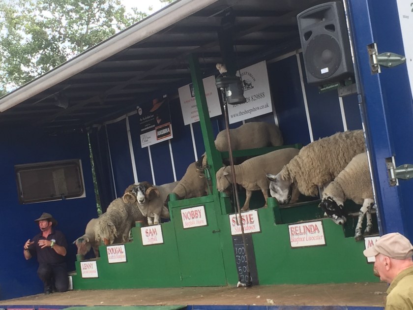 7 sheep on podiums, on a stage at the Lambeth Country Show, with the tallest podium in the centre, and the others either side stepping down away from it, giving a pyramid formation. One sheep's name on its podium is obscured from view, but the others are called Lenny, Dougal, Sam, Nobby, Susie and Belinda.