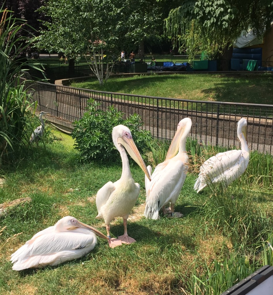 A group of 4 white pelicans on some grass in the sunshine, three of them standing while the other one is laying down.