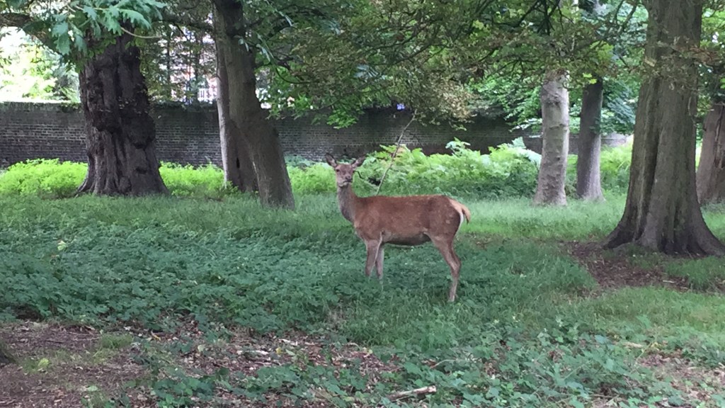A deer in Richmond Park turning its head to the left to look straight at the camera.