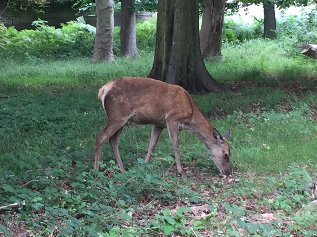 A deer in Richmond Park bending down to eat leaves or grass on the ground.