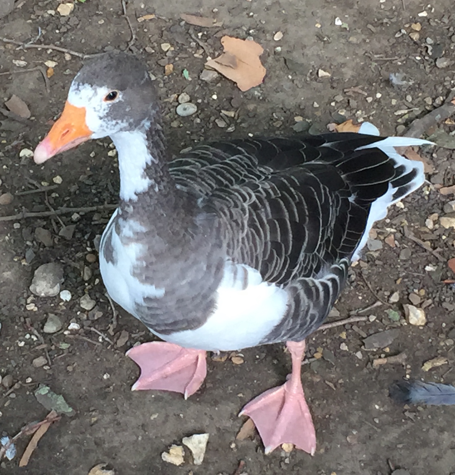 Close-up of a duck in St James's Park, with brown colouring for its back, its wings and the back of its head, while it has white for its belly, neck and face, and an orange beak.