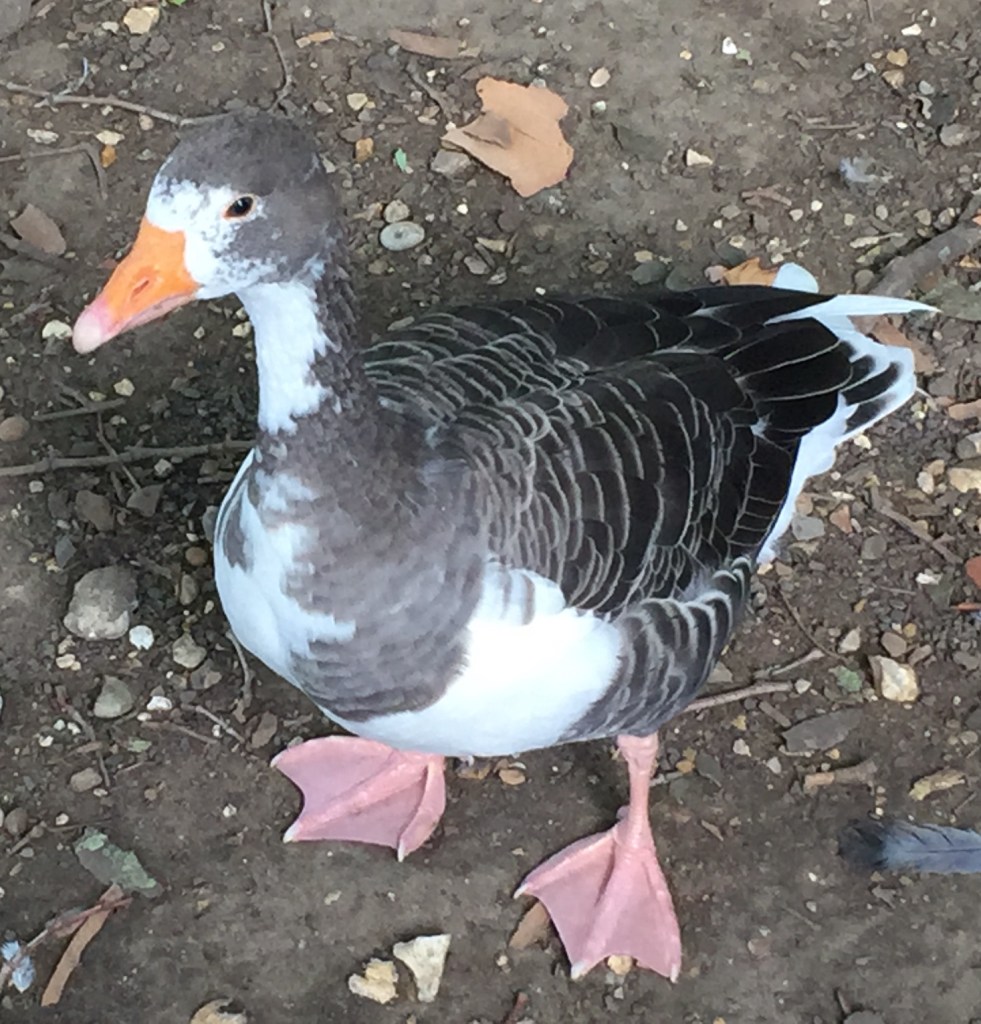 Close-up of a duck in St James's Park, with brown colouring for its back, its wings and the back of its head, while it has white for its belly, neck and face, and an orange beak.