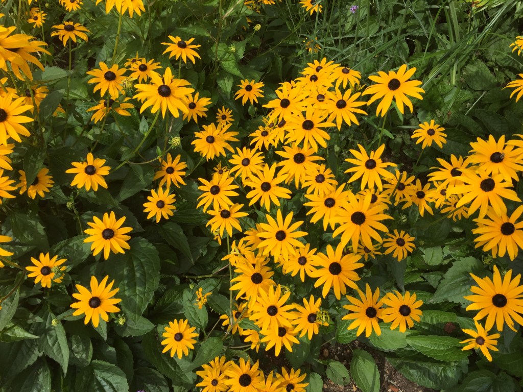 A large group of yellow flowers in St James's Park.