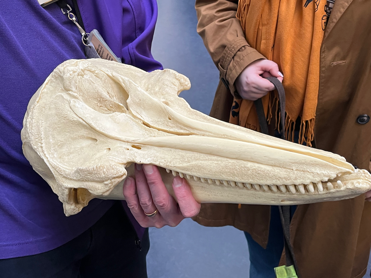 The skull of a dolphin. It has a long front section, with its mouth extending all the way along the sides, its teeth visible.