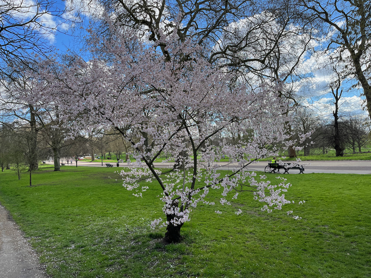 A small tree covered in pink cherry blossom.