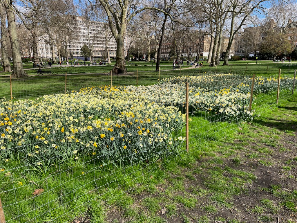 Beds of yellow and white flowers in the sunshine in Russell Square.