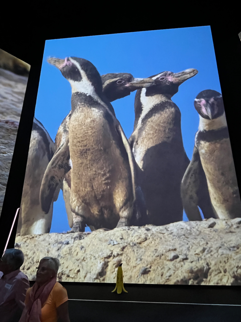 A very tall screen showing a close-up of a group of 4 penguins.