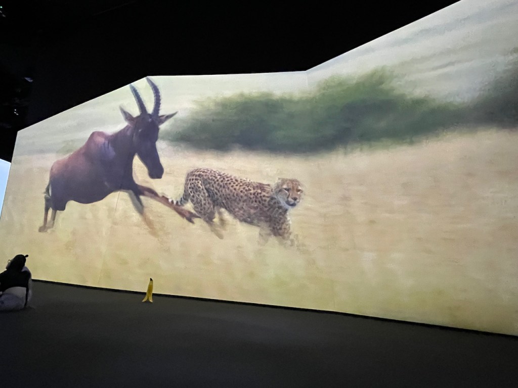 A big screen showing a leopard being chased by a large animal with tall antlers.