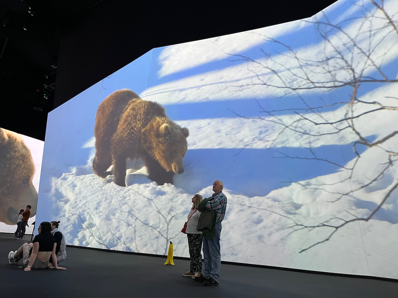 A large screen showing a brown bear walking through snow.