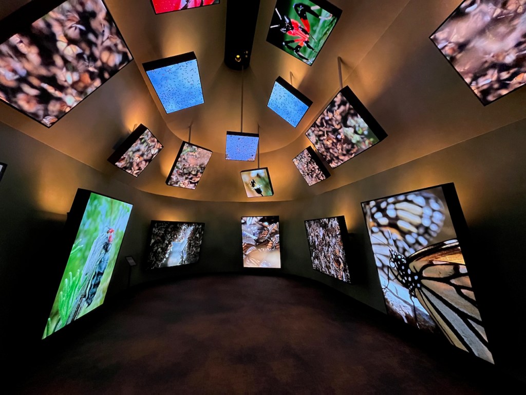 A small curved room lit up in orange with large screens around the lower wall, and many more screens suspended from the upper walls and ceiling, all showing colourful images of insects, including beetles and butterflies.