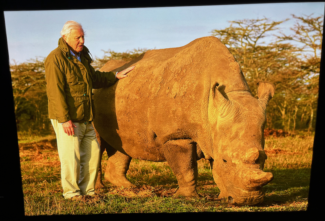 A photo of David Attenborough standing with his hand on the back of a large rhinoceros, which has its head down as it feeds off the ground.