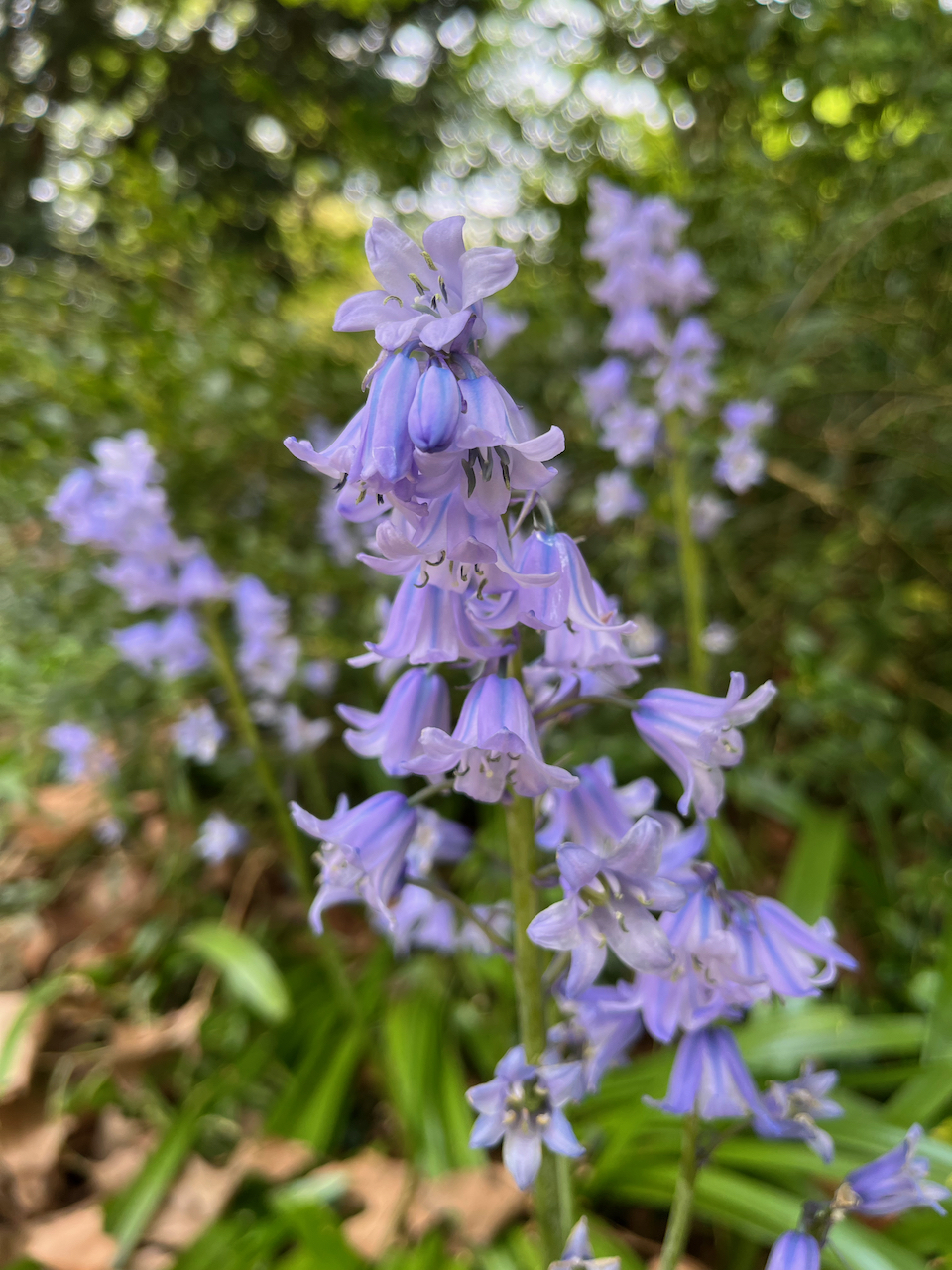 Close-up of a vertical string of bluebells.
