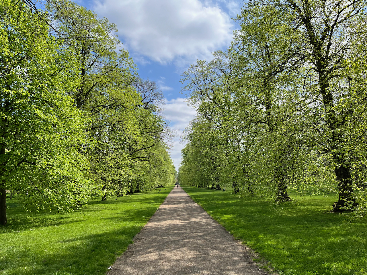 A long straight pathway lined by lots of tall trees on the grass on each side. The trees on the right are casting shadows across the path beneath the sunshine.