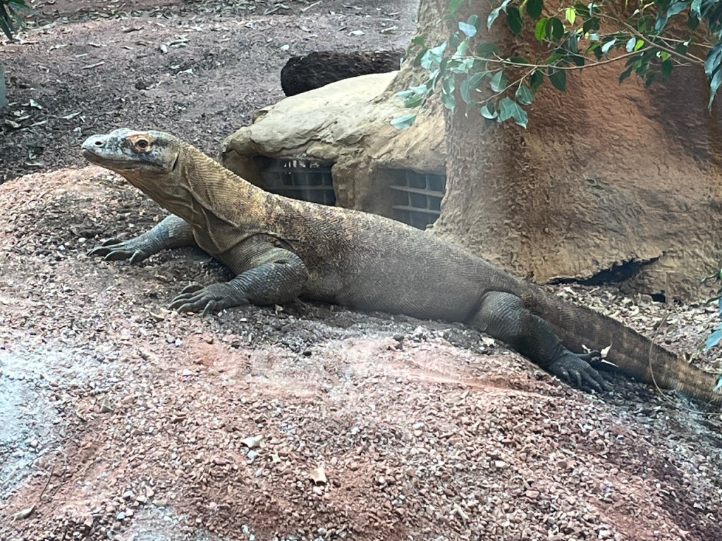 A komodo dragon sitting on a rock.