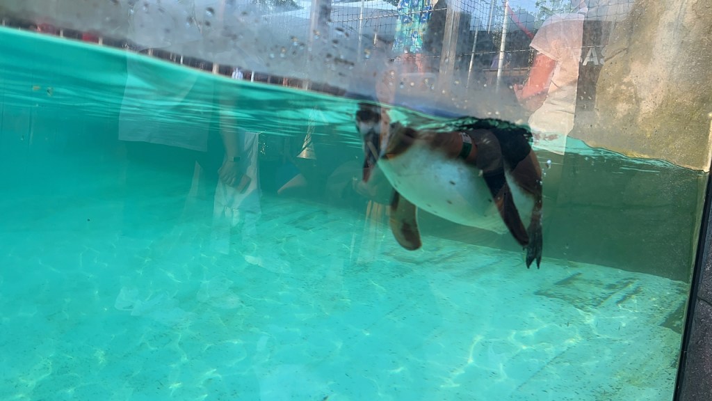 A penguin swimming underwater.