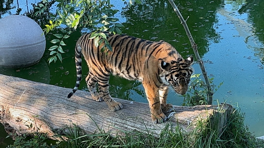 A tiger standing on a log.