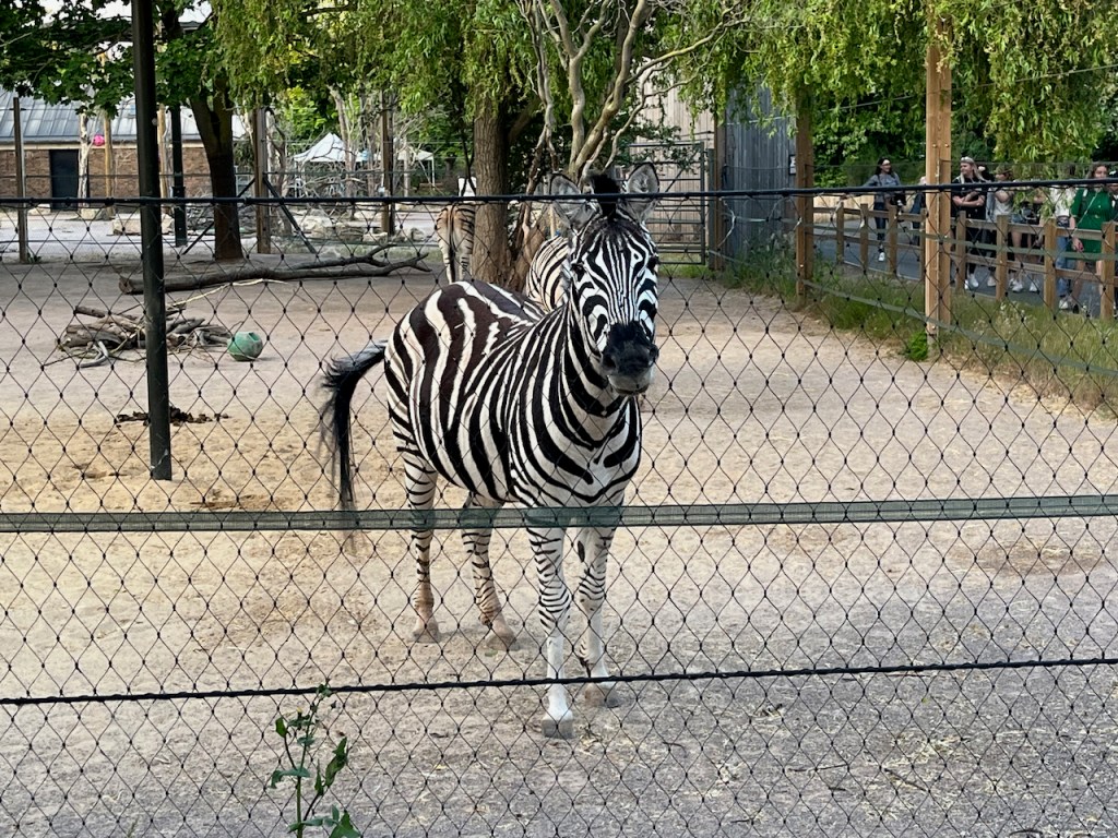 A zebra looking at us through a wire mesh fence.